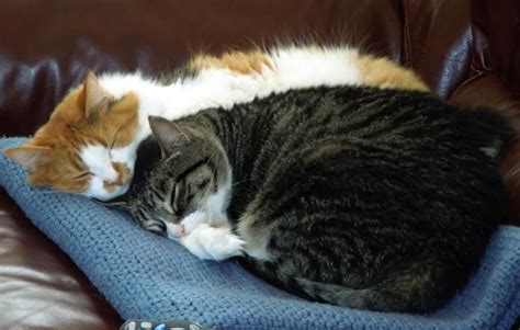 My Two Cats Cuddling Cat Cuddle Cute Animals With Funny Captions
