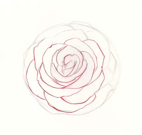 How to Draw Roses | An Easy and Complete Step-by-Step Drawing Demo gambar png