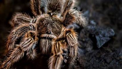 Spider Paws Arachnid Hair Background 1080p Fhd
