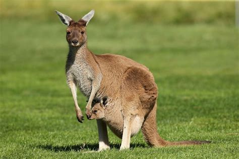 Kangaroo Facts History Useful Information And Amazing Pictures