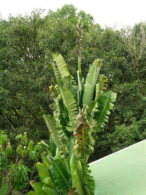 Phenakospermum Guyannense Strelitziaceae Image 44452 At