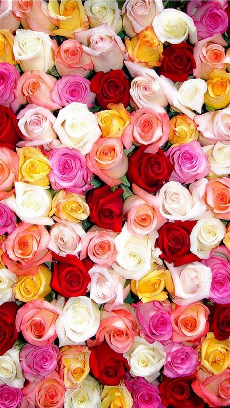 Rose Hd Wallpaper Iphone Best Hd Wallpapers Rose Wallpaper Flower