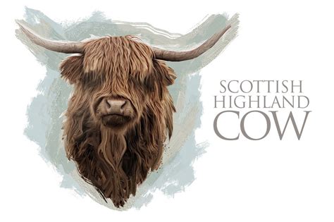 Scottish Highland Cow Custom Designed Illustrations ~ Creative Market