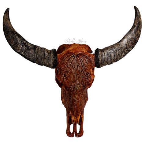 Cattle Horn Animal Skulls Bison Buffalo Skull Png Download 600600