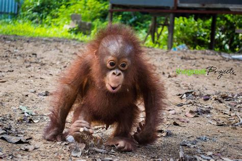 The Great Projects Volunteer Abroad With Animals In 2024 Orangutan