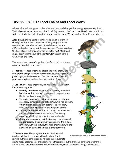 Skills worksheet food chains and food webs. Food Chains and Webs - ESL worksheet by Timothy_Sweeney