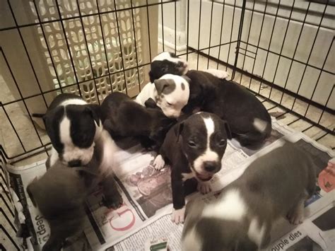 Search for pets for adoption at shelters near jacksonville, nc. American Staffordshire Terrier Puppies For Sale | Jacksonville, NC #205798