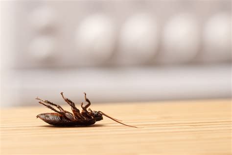 What Causes Cockroaches In A Clean Home Terminix
