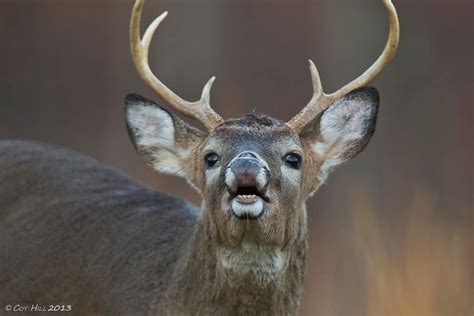 Country Captures Lip Curling Whitetails