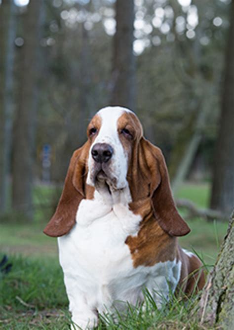 Basset Hound Breeds A To Z The Kennel Club