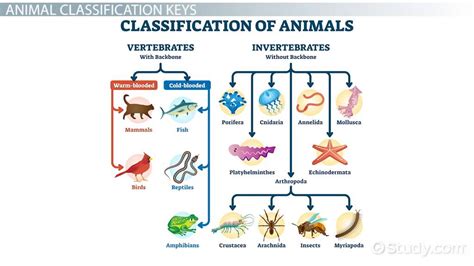 Classification Of Living Organisms For Kids