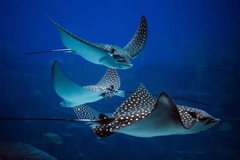 There Are Over 200 Species Of Stingrays Living In The Worlds Oceans