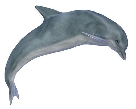 Dolphin Png Image