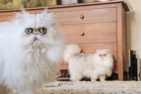 Meet The Alien Cats Of Instagram The Googly Eyed Pusses Taking The