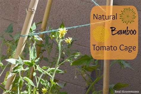 Diy Natural Bamboo Tomato Cage Tomato Cages Backyard Vegetable
