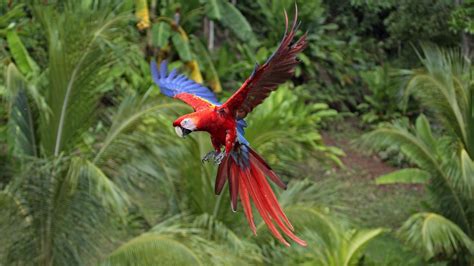 Macaws Animals Nature Birds Parrot Wallpapers Hd Desktop And