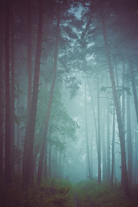 In A Dark Forest On Behance