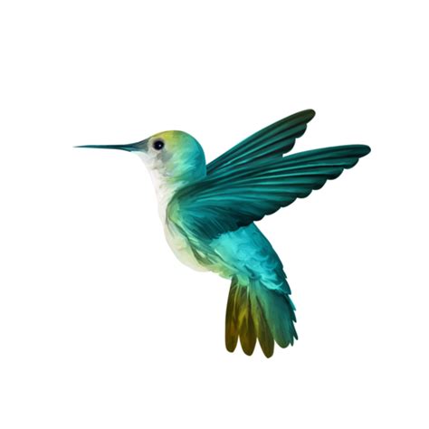 Humming Bird Png Png Image Collection