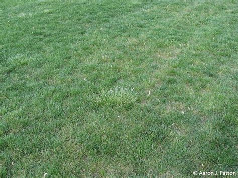 Purdue Turf Tips Weed Of The Month For March 2015 Is Tall Fescue