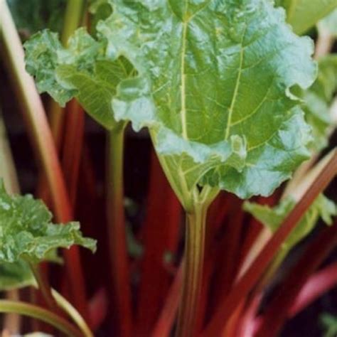 Vegetable Rhubarb Glaskins Perpetual Premier Seeds Direct