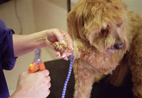 Check spelling or type a new query. Why Nail Care Matters: How to Cut Your Puppy's Nails
