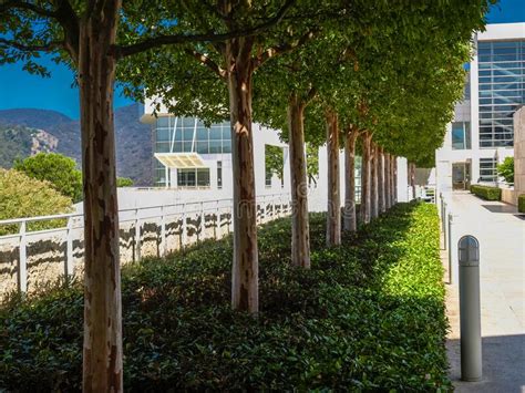 Trees Grown At Equal Distance At Getty Los Angeles Ca Usa Editorial
