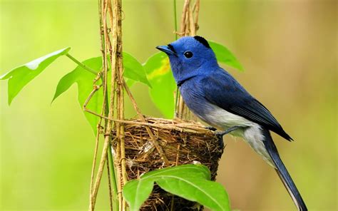 Beautiful Small Birds Wallpapers Entertainment Only