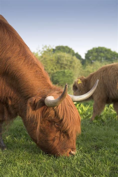 Highland Cattle Stock Image Image Of Highland Natural 5300877