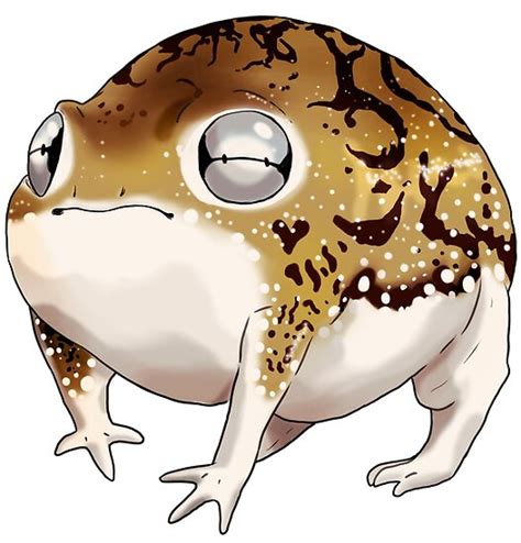 Desert Rain Frog Breviceps Macrops Poster By Furiarossa Redbubble