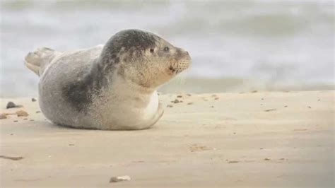 Common Seal Pup Stretching Norfolk 1080p Nikon D7100 Youtube