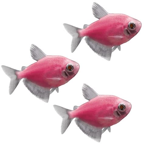 Glofish® White Skirt Tetra Add On 3ct Live Assortments