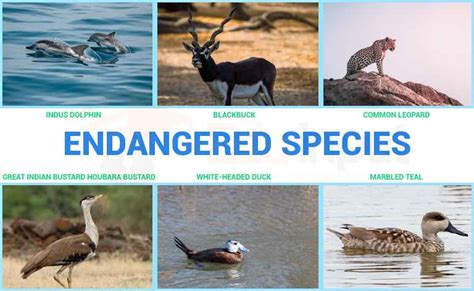What Are Endangered Species Reasons Of The Extinction Of Species