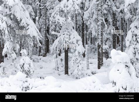 Siberian Taiga Winter Hi Res Stock Photography And Images Alamy