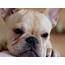 French Bulldog Puppies Wallpapers & Pics  Fun Animals Wiki Videos