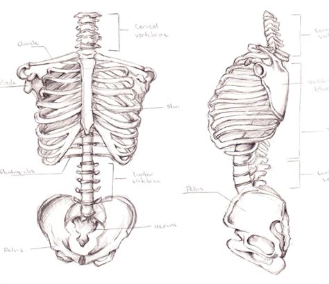 Skeletal Torso By Lilithianrose On Deviantart