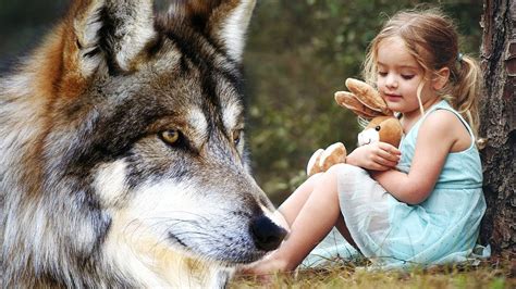 The Wolf Protected The Little Girl To The Last Lying Next To Her
