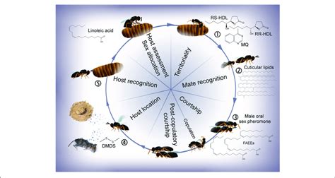 Life Cycle Of Nasonia With Emphasis On The Different Stages At Which