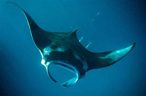 The Surprisingly Social Lives Of Manta Rays Anthropocene