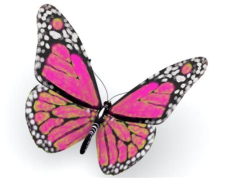Pink Butterfly Royalty Free Stock Image Storyblocks