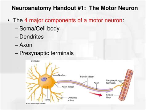 PPT Chapter Nerve Cells And Nerve Impulses PowerPoint Presentation ID