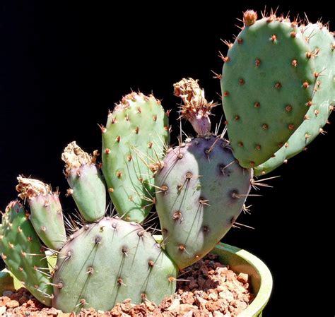 Also, most succulents in their native habitats grow in low lying areas where they are shaded by other taller plants. Opuntia "Baby Rita" - Cactus Jungle