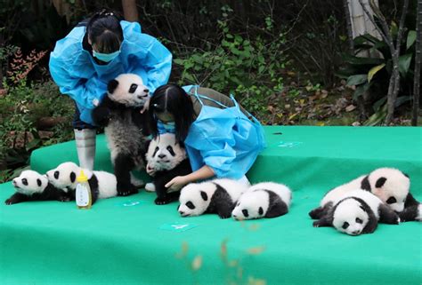 11 Giant Pandas Take First Baby Steps In Public Asiaone
