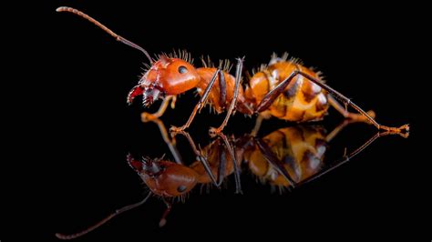 Camponotus Nicobarensis Antonio Photography