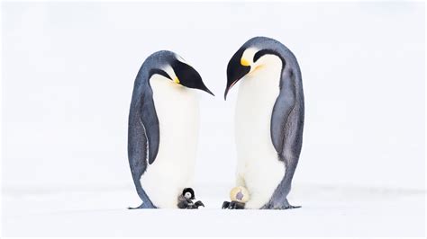 Emperor Penguin Father Day Bing Wallpaper Download