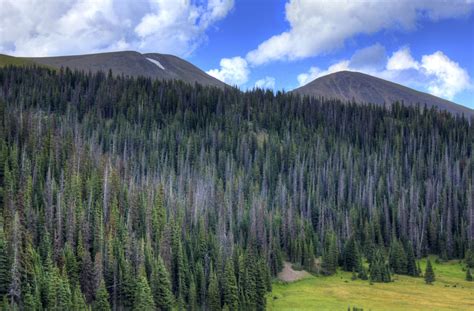 Forest Below The Peaks At Rocky Mountains National Park Colorado Image