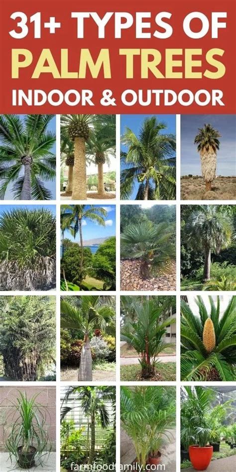 75 Different Types Of Palm Trees With Pictures Indoor Outdoor
