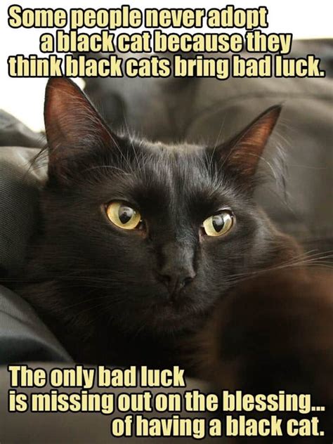 The World History Of Black Cats Bringing Good Luck Cole And Marmalade