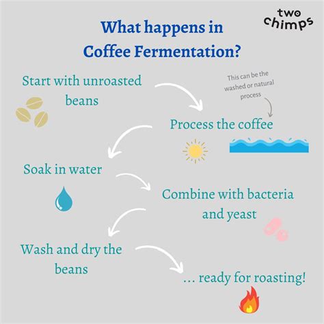 what is fermented coffee two chimps coffee