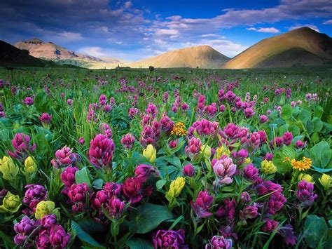 Colorado Spring Wildflowers Yellow And Purple Flowers Meadow Mountains