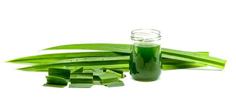 Daun suji biasa dimanfaatkan sebagai sumber perwarna hijau untuk makanan. Cara Membuat Pasta Pandan dan Suji, Pewarna Makanan Alami